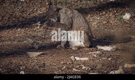 Wilder Luchs im Wald, der sich selbst reinigt und seine Pfoten leckt Stockfoto