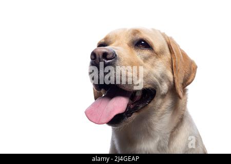 Porträt eines Labrador Retriever Hundes auf einem isolierten weißen Hintergrund. Er ist sehr fröhlich und glücklich. Stockfoto