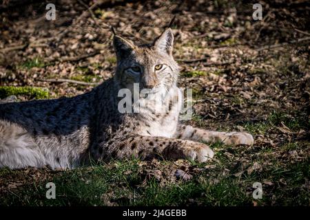 Wilder Luchs im Wald beim Blick in das Nahaufnahme-Bild der Kamera Stockfoto