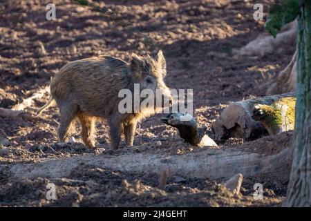 Wildschwein im Herbstwald auf der Suche nach Nahrung Stockfoto