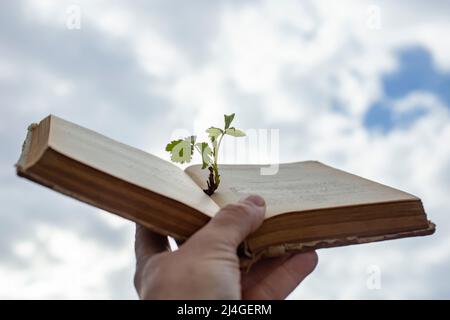 Geringe Schärfentiefe, Nahaufnahme. Hand hält ein Vintage-Buch, mit einem grünen Sprossen aus der Mitte wächst, und Regen fällt auf Seiten. Stockfoto