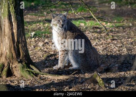 Wilder Luchs im Wald beim Blick in das Nahaufnahme-Bild der Kamera Stockfoto