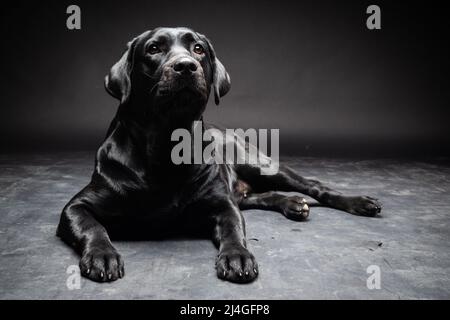 Porträt eines Labrador Retriever Hundes auf einem isolierten schwarzen Hintergrund. Das Bild wurde in einem Fotostudio aufgenommen. Stockfoto