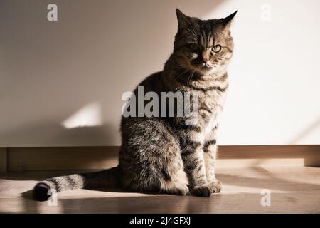 Die heimische graugraue Katze sitzt auf dem Holzboden drinnen in der Morgensonne. Stockfoto