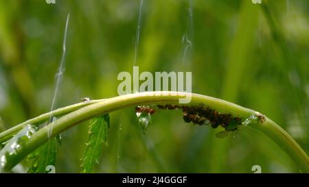 Ein kleines Insekt, das im Regen auf einem Halm grünen Grases kriecht. Kreativ. Eine kleine schwarze Ameise läuft mit Wassertropfen durch das grüne Gras. Stockfoto