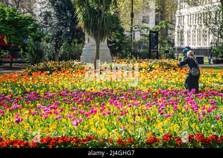 LONDON, GROSSBRITANNIEN. 15 April, 2022 . Eine farbenfrohe Tulpenblüte in den Whitehall-Gärten, die am Karfreitag, dem bisher heißesten Tag des Jahres, in warmen Frühlingssonne getaucht ist, da die Temperaturen über den osterfeiertag auf 22 grad celsius steigen werden. Kredit: amer ghazzal/Alamy Live Nachrichten Stockfoto