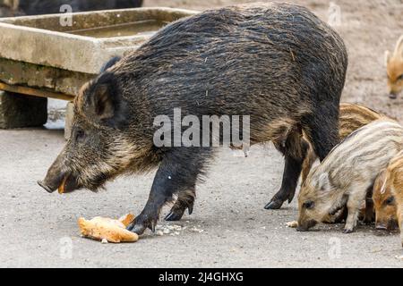 Wildpark im Grafenberger Wald, Wildschwein mit Ferkeln während der Fütterung Stockfoto