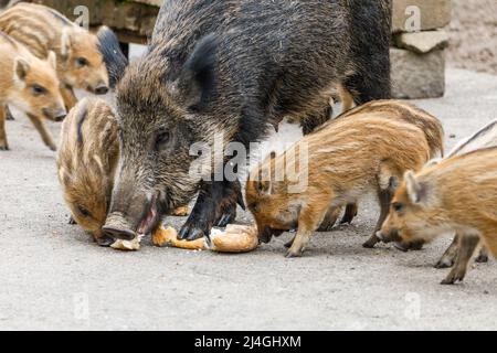 Wildpark im Grafenberger Wald, Wildsaat mit Ferkeln im Wildschweingehege während der Fütterung Stockfoto