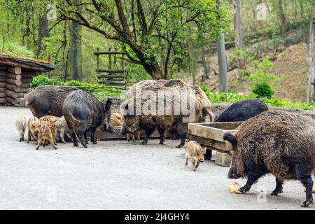 Wildpark im Grafenberger Wald, Wildschwein mit Ferkeln während der Fütterung Stockfoto