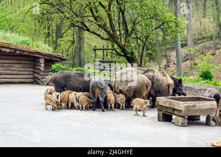 Wildpark im Grafenberger Wald, Wildschwein mit Ferkeln während der Fütterung Stockfoto