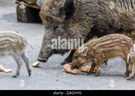 Wildpark im Grafenberger Wald, Wildsaat mit Ferkeln im Wildschweingehege während der Fütterung Stockfoto