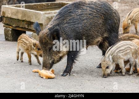 Wildpark im Grafenberger Wald, Wildsaat mit Ferkeln im Wildschweingehege während der Fütterung Stockfoto