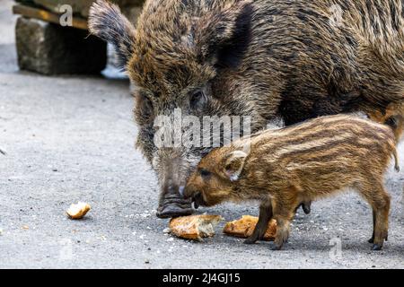 Wildpark im Grafenberger Wald, Wildsaat mit Ferkeln im Wildschweingehege während der Fütterung Stockfoto