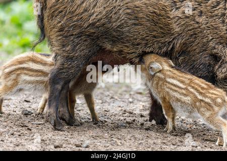 Wildpark im Grafenberger Wald, Wildsaat mit Ferkeln im Wildschweingehege während der Fütterung Stockfoto