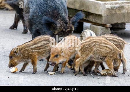 Wildpark im Grafenberger Wald, Wildsaat mit Ferkeln im Wildschweingehege während der Fütterung Stockfoto