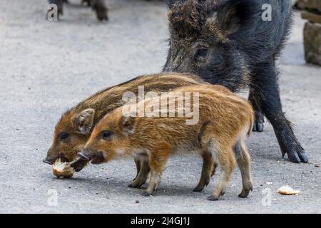 Wildpark im Grafenberger Wald, Wildsaat mit Ferkeln im Wildschweingehege während der Fütterung Stockfoto