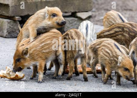 Wildpark im Grafenberger Wald, Ferkel im Wildschweingehege Stockfoto