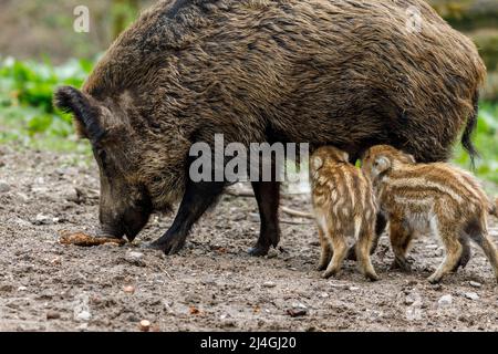 Wildpark im Grafenberger Wald, Wildsaat mit Ferkeln im Wildschweingehege während der Fütterung Stockfoto