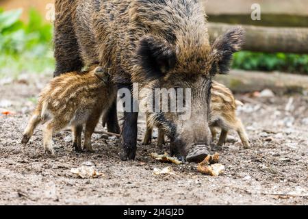 Wildpark im Grafenberger Wald, Wildsaat mit Ferkeln im Wildschweingehege während der Fütterung Stockfoto