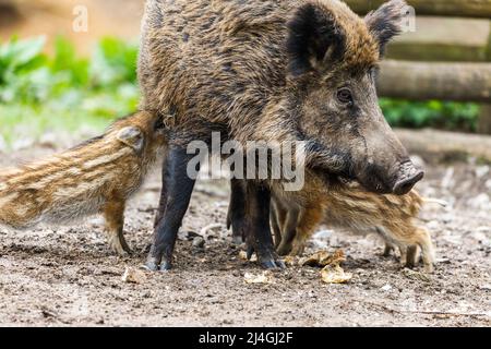 Wildpark im Grafenberger Wald, Wildsaat mit Ferkeln im Wildschweingehege während der Fütterung Stockfoto