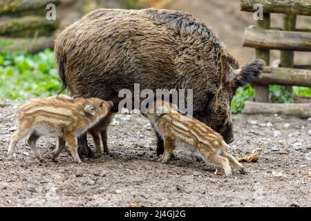 Wildpark im Grafenberger Wald, Wildsaat mit Ferkeln im Wildschweingehege während der Fütterung Stockfoto