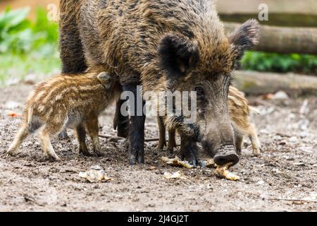 Wildpark im Grafenberger Wald, Wildsaat mit Ferkeln im Wildschweingehege während der Fütterung Stockfoto