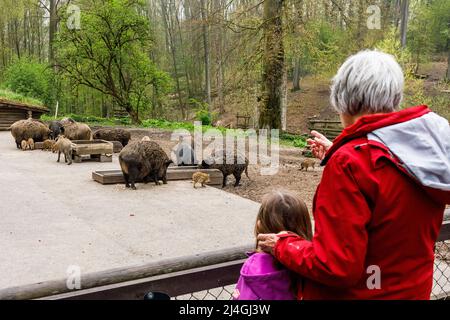 Wildpark im Grafenberger Wald, Besucher am Wildschweingehege Stockfoto