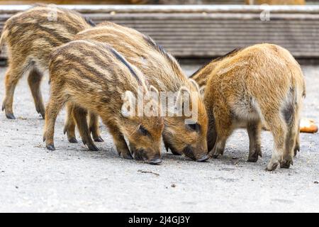 Wildpark im Grafenberger Wald, Ferkel im Wildschweingehege Stockfoto