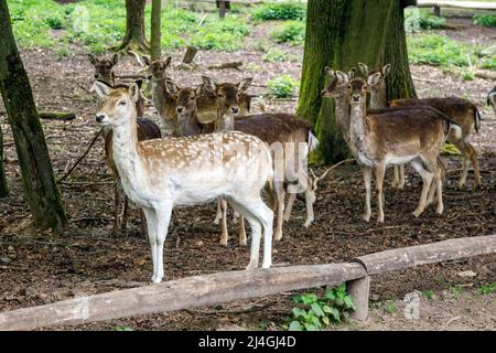 Wildpark im Grafenberger Wald, Damhirsch Stockfoto