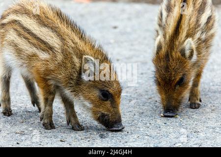 Wildpark im Grafenberger Wald, Ferkel im Wildschweingehege Stockfoto