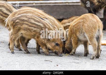 Wildpark im Grafenberger Wald, Ferkel im Wildschweingehege Stockfoto