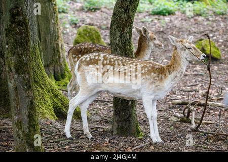 Wildpark im Grafenberger Wald, Damhirsch Stockfoto