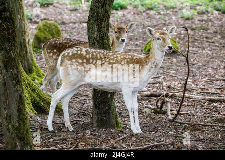 Wildpark im Grafenberger Wald, Damhirsch Stockfoto