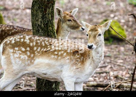 Wildpark im Grafenberger Wald, Damhirsch Stockfoto