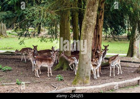 Wildpark im Grafenberger Wald, Damhirsch Stockfoto