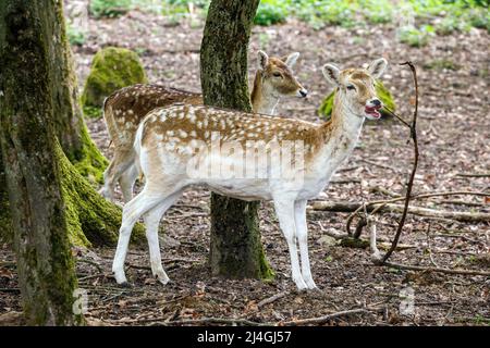 Wildpark im Grafenberger Wald, Damhirsch Stockfoto