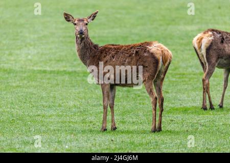 Wildpark im Grafenberger Wald, Rotwild Stockfoto