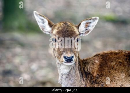 Wildpark im Grafenberger Wald, Damhirsch Stockfoto