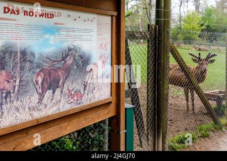 Wildpark im Grafenberger Wald, Rotwild Stockfoto