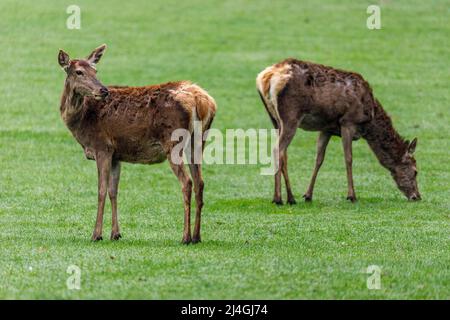 Wildpark im Grafenberger Wald, Rotwild Stockfoto