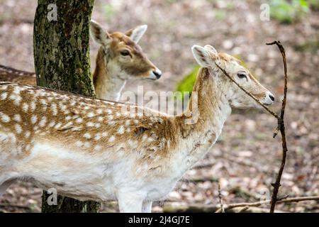 Wildpark im Grafenberger Wald, Damhirsch Stockfoto