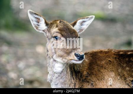 Wildpark im Grafenberger Wald, Damhirsch Stockfoto