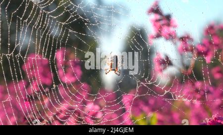 Spider in der Makrofotografie.Kreativ. Eine Spinne, die auf einem Sonnennetz sitzt und sich mit ihren kleinen zotteligen Pfoten an sie klammert, sitzt neben purpurnen Orchideen im Stockfoto