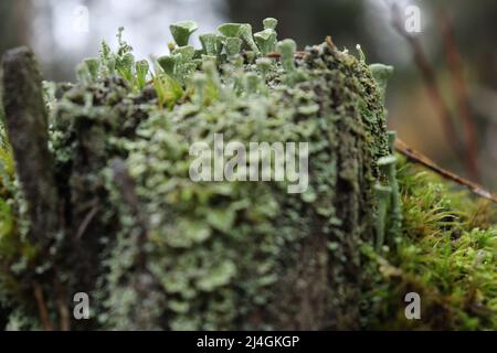 Sehr kleine, grün-graue Flechten, Cladonia oder Pixie Cup Flechten, die auf einem Stumpf auf dem Boden des Pfälzerwaldes in Deutschland wachsen. Stockfoto