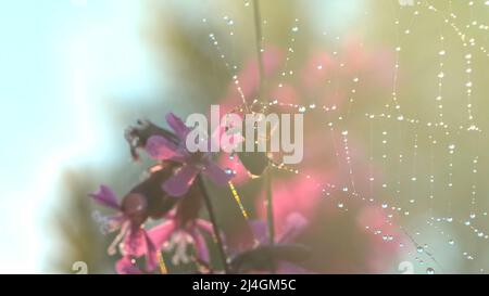 Spider in der Makrofotografie.Kreativ. Eine Spinne, die auf einem Sonnennetz sitzt und sich mit ihren kleinen zotteligen Pfoten an sie klammert, sitzt neben purpurnen Orchideen im Stockfoto