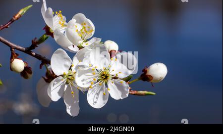Aprikosenblüten auf blauem Hintergrund. Blühender Garten Stockfoto