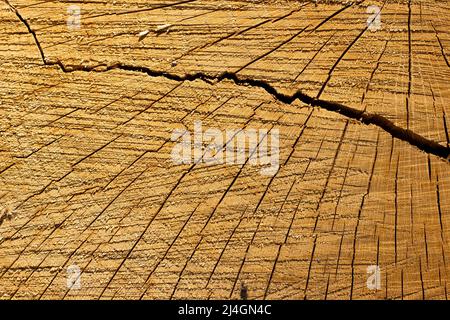 Struktur des Baumstamms. Hintergrund Nahaufnahme von geknacktem Holzschnitt Stockfoto