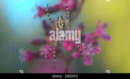 Ein Insekt im Regen. Kreativ . Eine interessante Farbe Spinne sitzt auf einem Netz mit Wassertröpfchen und dahinter regnet fallen auf sie, Blumen und Stockfoto