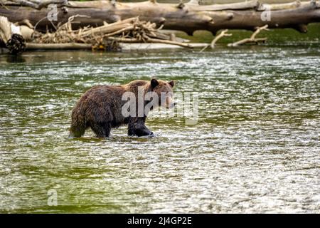 Ein Grizzlybär (Ursus arctos horribilis), der im Atnarko River an der Küste von British Columbia bei Bella Coola spaziert Stockfoto