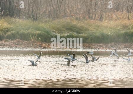 Eine Schar von Flussmöwen fliegt über das Teichwasser und sammelt Nahrung. Stockfoto